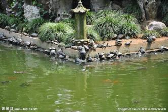 水產養殖