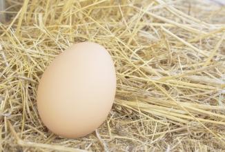 2017年2月3日上海雞蛋價格市場行情