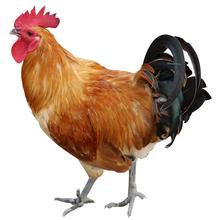 2017年2月4日全國肉苗雞價格行情