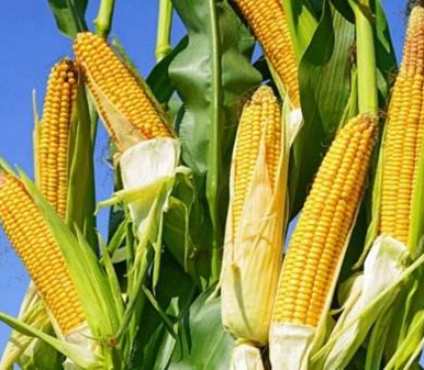 一號文件:玉米、水稻、大豆政策有何變化?