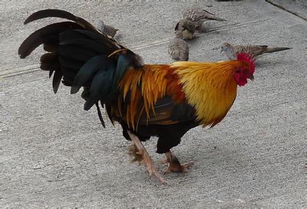 2017年2月15日全國肉苗雞價格行情