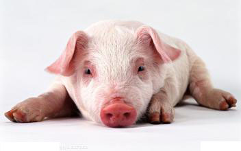 2017年2月15日山東生豬價格行情