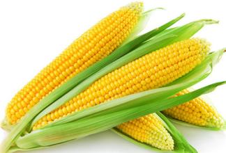 2017年2月20日山東玉米價格行情