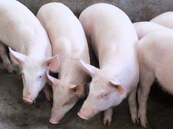 2017年3月13日山東生豬價格行情