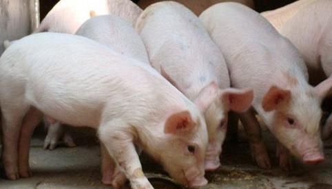 2017年3月17日山東生豬價格行情