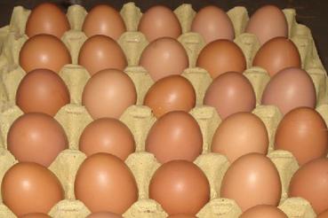 2017年3月22日上海雞蛋價格市場行情