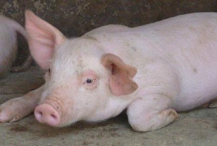 2017年4月1日山東生豬價格行情