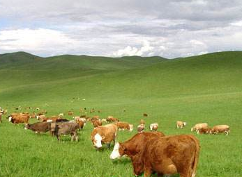 2017年畜牧業重點工作 未來畜牧業發展現狀重點分析