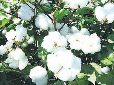 2017年棉花價格同比或漲9%