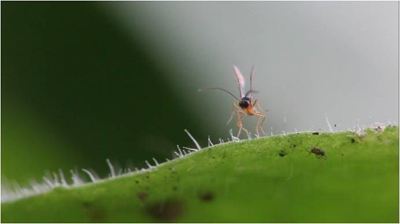 云南蚜繭蜂防治煙蚜技術推廣全覆蓋